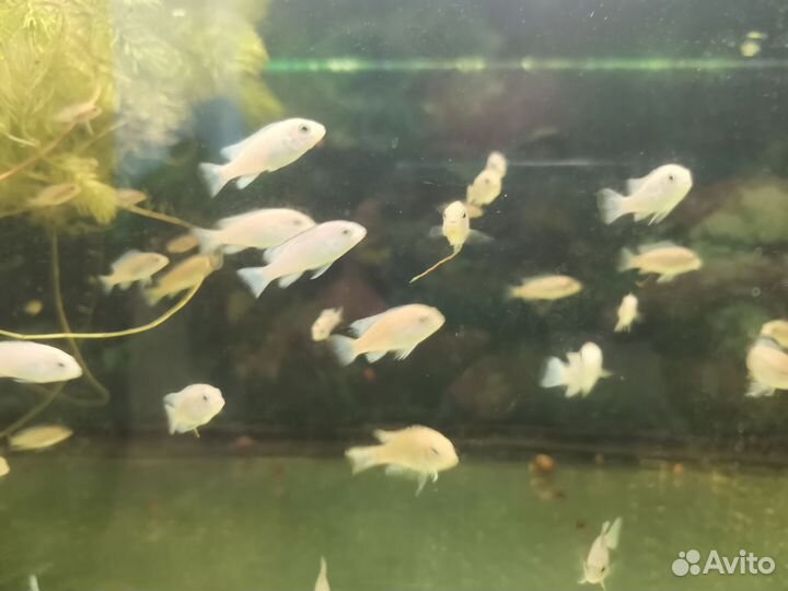 Мальки цихлида псевдотрофеус зебра