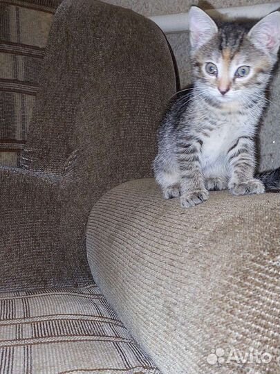 Кошка в дар бесплатно