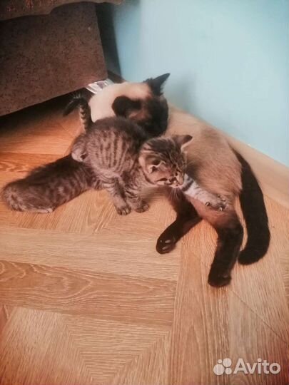 Кошки в добрые руки бесплатно