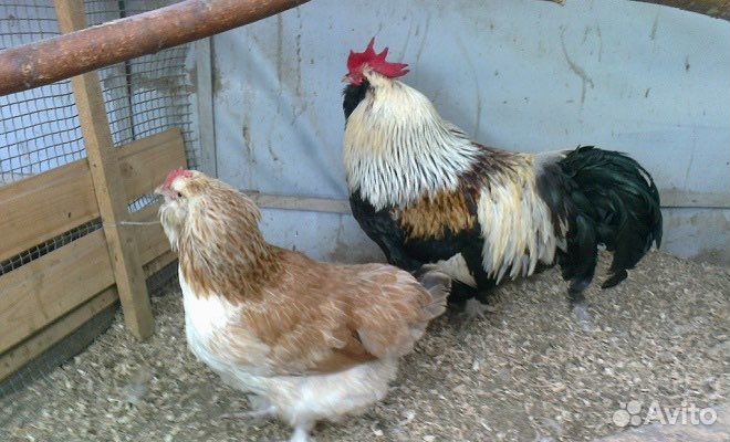 Курочки несушки