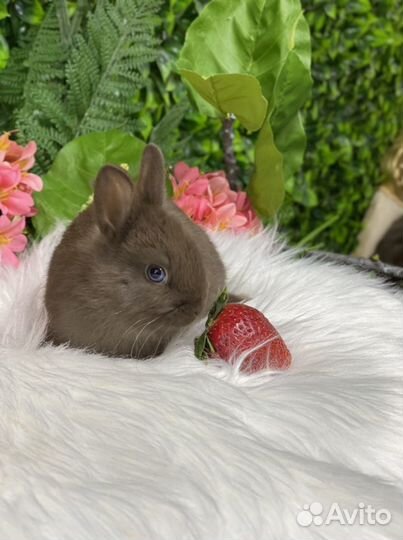 Кролик миниатюрный