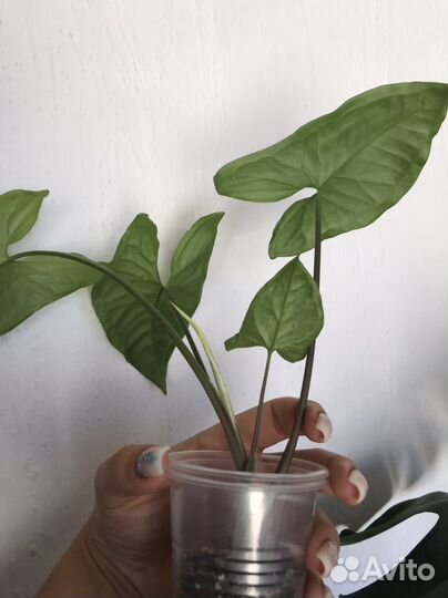 Сингониум white butterfly