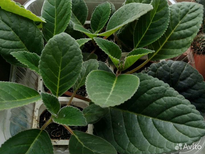 Глоксиния тидея