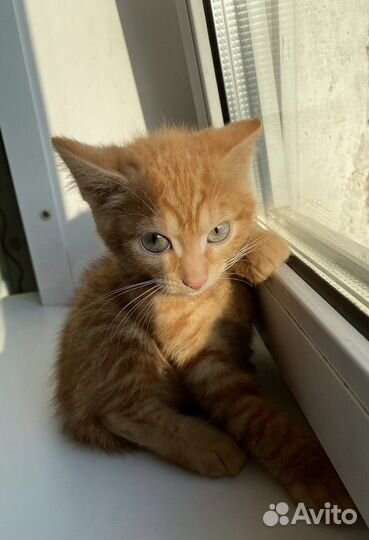 Солнечные котята в дар