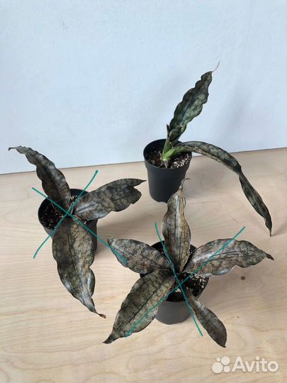 Сансевиерии сортовые Канарейка, Кирки сильвер блю