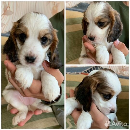 Английский кокер спаниель