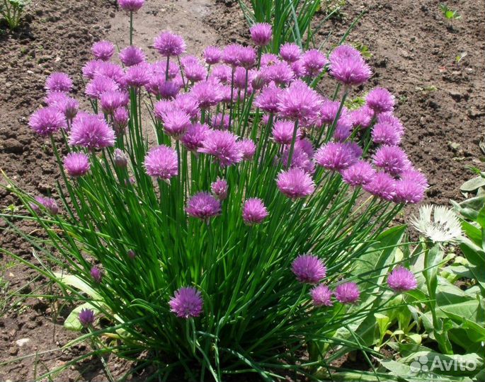 Растения для сада