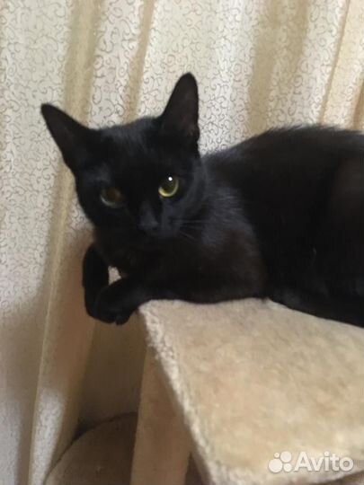 Котенок девочка ищет дом