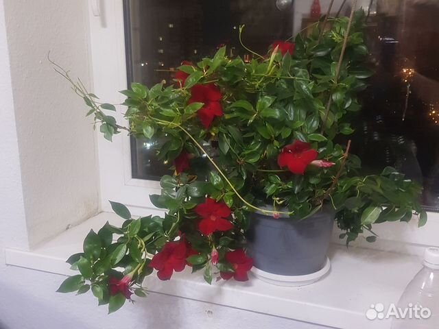 Цветок Мандевилла купить в Екатеринбурге | Товары для дома и дачи | Авито