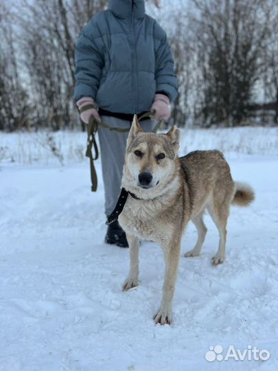 Лайка