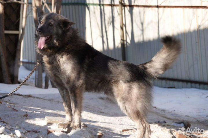 Крупный мальчик