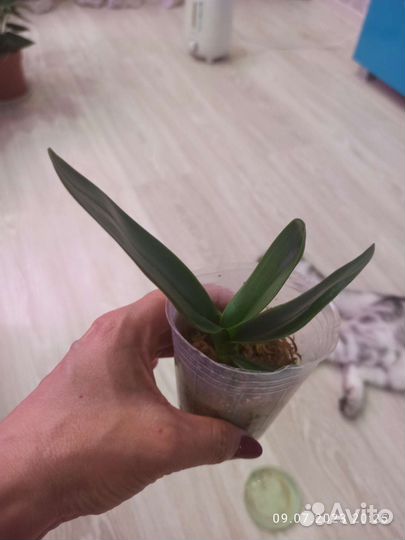 Орхидея Эквестрис