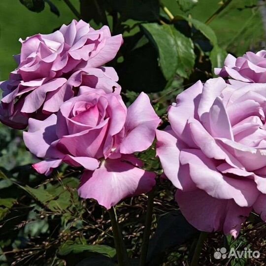 Саженцы розы Шарль дэ Голь