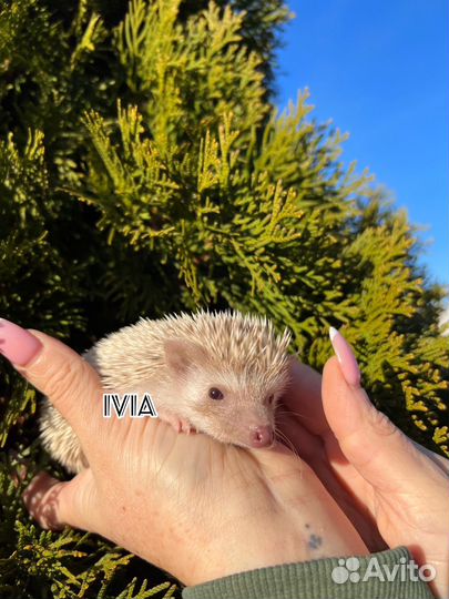 Африканский ежик