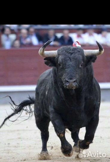 Убой,закупка крс/мрс