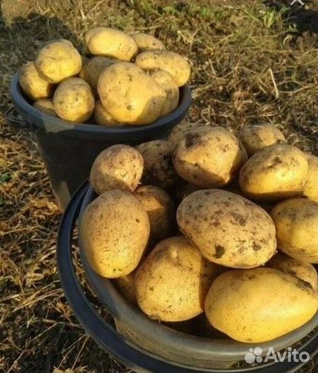 Продам картофель