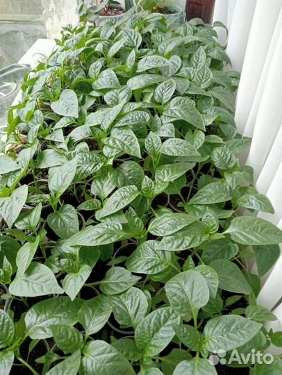 Рассада перца