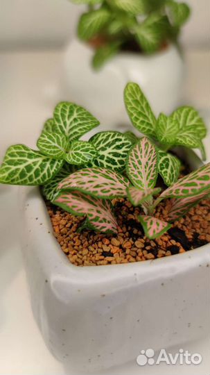 Флорариум мини