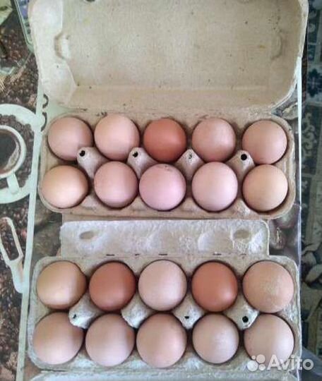Домашние куриные яйца