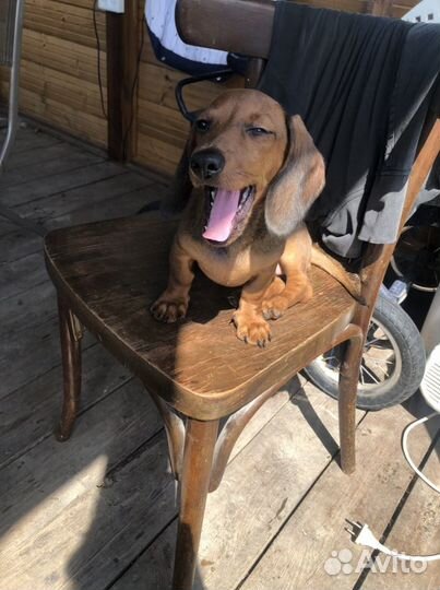 Передержка собак,догситтер