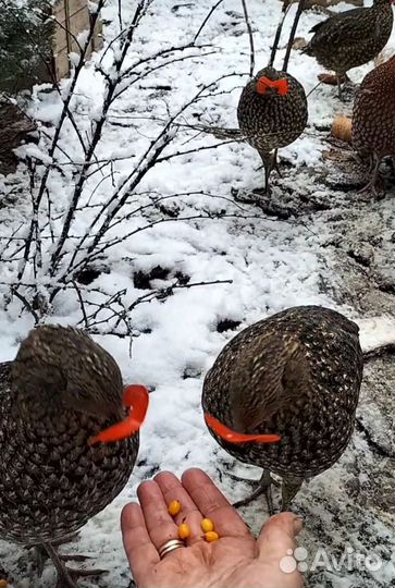 Фазаны Трагопан Темминка, золотой