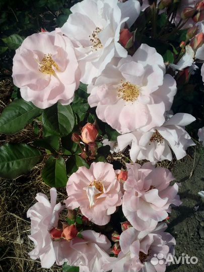 Роза Clair Matin