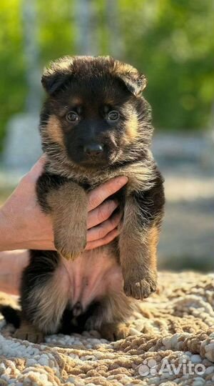 Чистокровные щенки немецкой овчарки