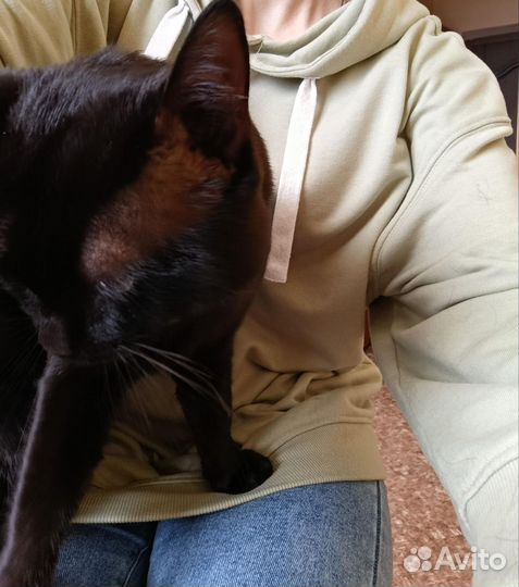 Отдам кота в добрые руки