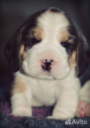 Щенки бигля