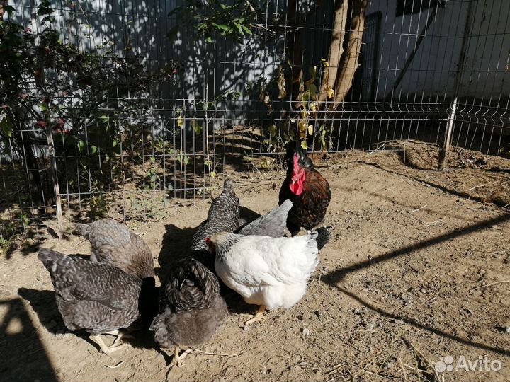 Инкубационное яйцо