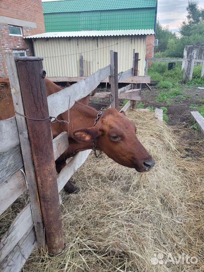 Айширская корова