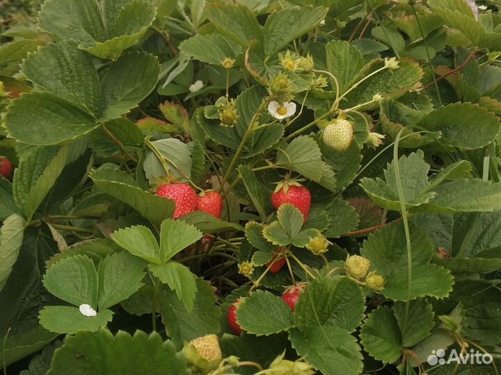 Клубника самосбор