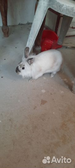 Декоративные кролики