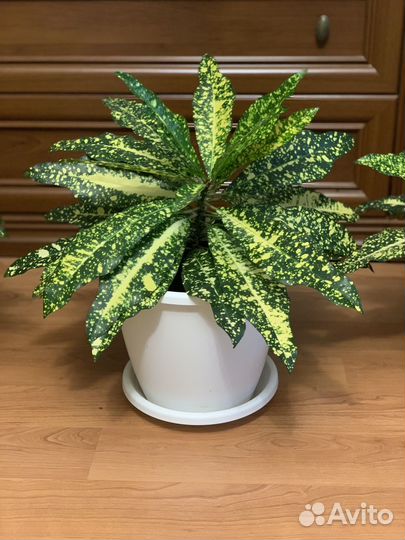 Кодиеум (кротон) Голд Сан