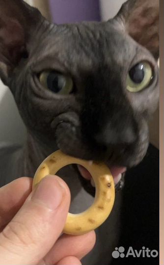 Вязка с котом Сфинкс Канадский