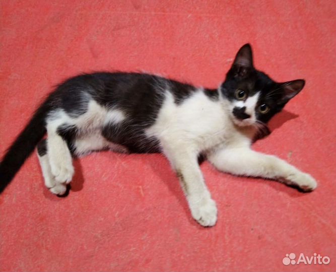 Пропадают котята на заводе, подарите дом