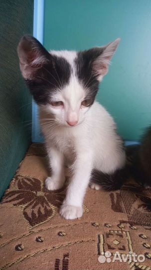 Котёнок с большими ушами)