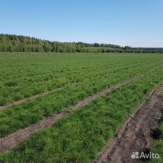 Посадочный материал сосна 2х летка