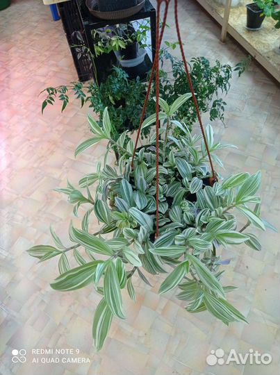 Хлорофитум, традесканция, плющ