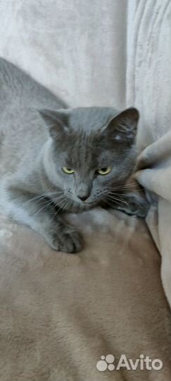 Серый котик