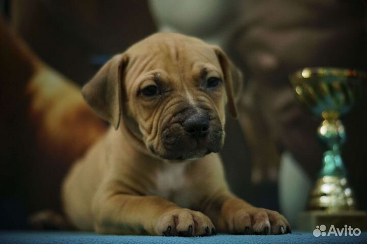 Щенки американского пит-бультерьера