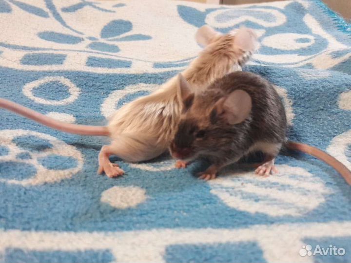 Декоративные сатиновые мышки