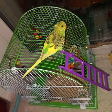 Волнистый попугай ручной и говорящий