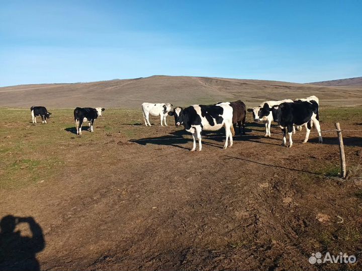 Телки стельные