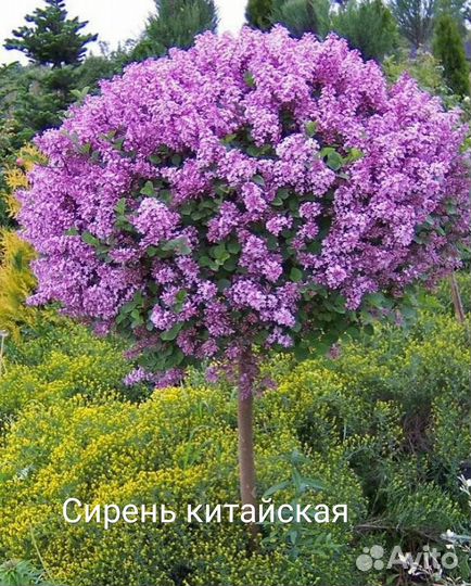 Сирень и миндаль на штамбе