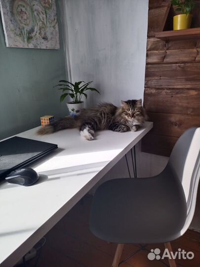 Кот в хоошие добрые руки