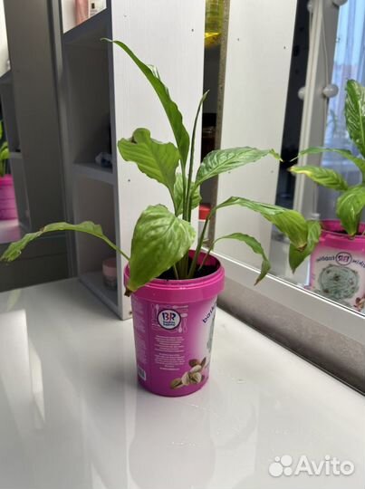 Спатифиллум отростки