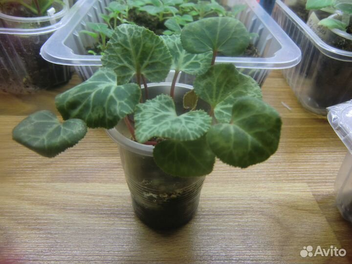 Детки цикламена