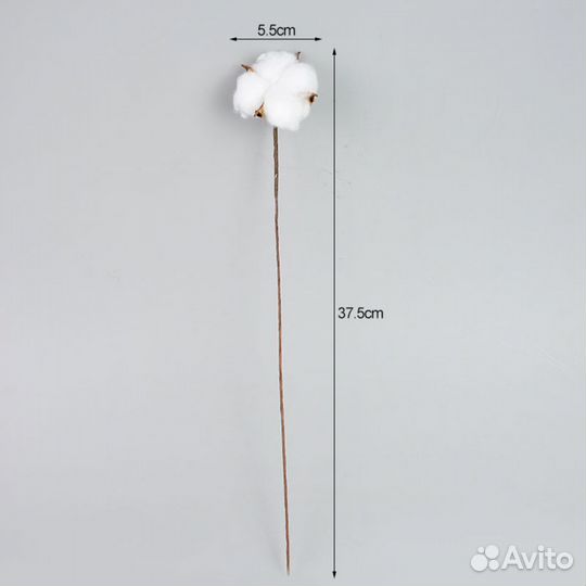 Ветки хлопка