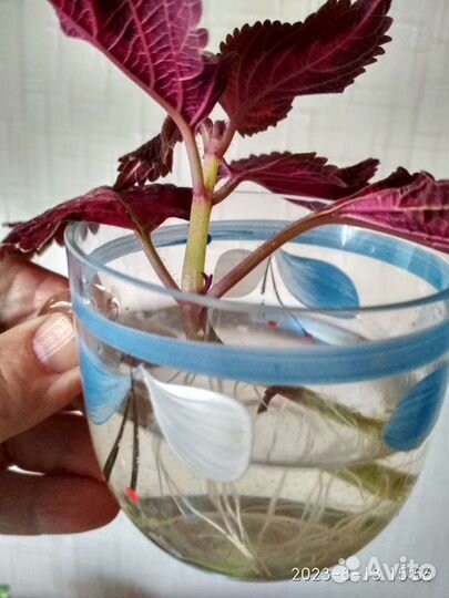 Колеусы вегетативные